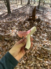 Russula atropurpurea