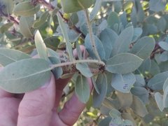 Arctostaphylos glutinosa