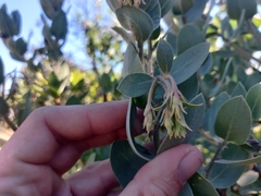 Arctostaphylos glutinosa