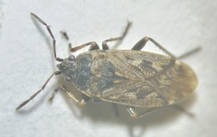 Sphragisticus nebulosus