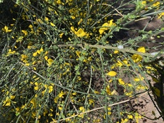 Cytisus