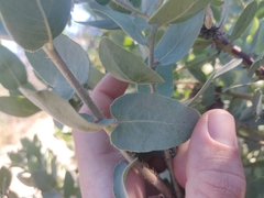 Arctostaphylos glutinosa