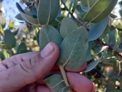 Arctostaphylos glutinosa