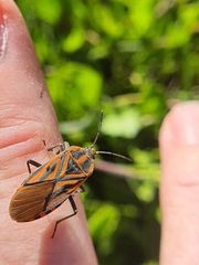 Spilostethus rivularis