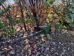 Arctostaphylos glutinosa