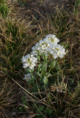 Noccaea cochleariformis