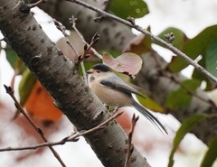 Aegithalos glaucogularis