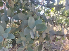 Arctostaphylos glutinosa