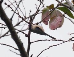 Aegithalos glaucogularis