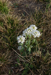 Noccaea cochleariformis