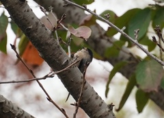 Aegithalos glaucogularis