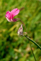 Lathyrus nissolia