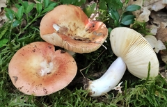 Russula decipiens