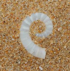 Spirula spirula