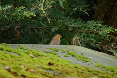 Erithacus rubecula