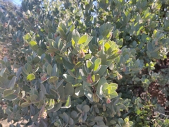 Arctostaphylos glutinosa