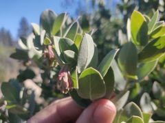 Arctostaphylos glutinosa