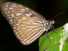 Ideopsis vulgaris