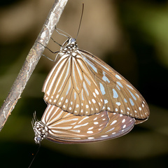Ideopsis vulgaris