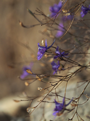 Delphinium consolida paniculatum