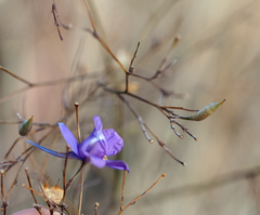 Delphinium consolida paniculatum