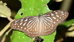 Ideopsis vulgaris
