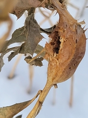 Dryobates pubescens