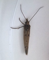 Ypsolopha ustella