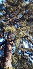 Cedrus