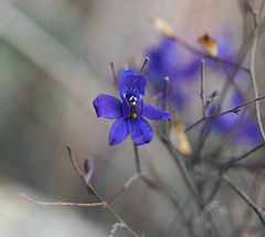 Delphinium consolida paniculatum