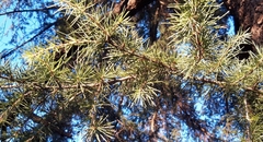 Cedrus
