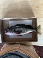 Sebastes brevispinis