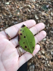 Viburnum prunifolium