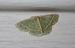 Chlorochlamys chloroleucaria