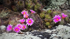 Mammillaria mazatlanensis