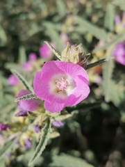 Sphaeralcea angustifolia
