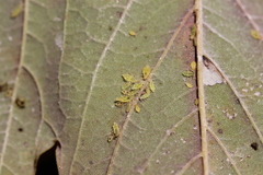 Periphyllus testudinaceus