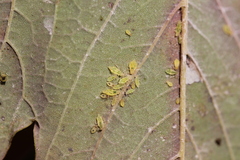 Periphyllus testudinaceus