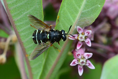 Stratiomys badia