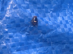 Pseudophyllodromia laticeps