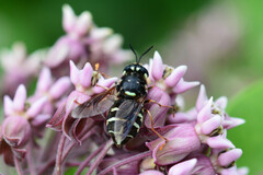 Stratiomys badia