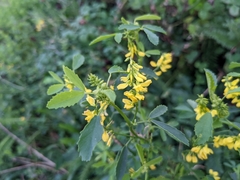 Melilotus altissimus