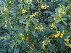 Melilotus altissimus