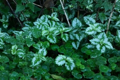 Lamium galeobdolon argentatum