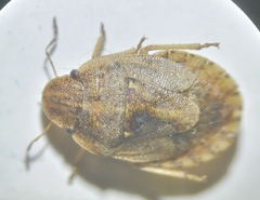 Sciocoris cursitans