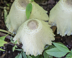 Leucocoprinus tricolor