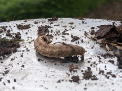 Noctua pronuba