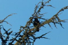 Corvus corone