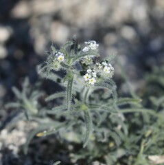 Johnstonella angustifolia