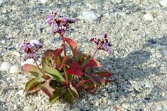 Limonium normannicum